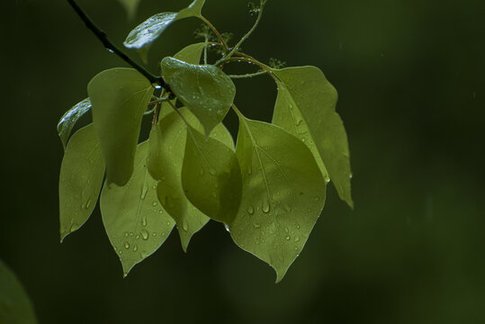 雨中绿叶