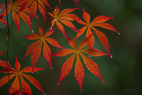 雨中的红色鸡爪槭