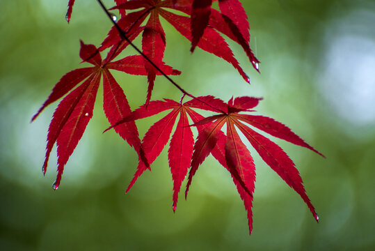 雨中的红色树叶