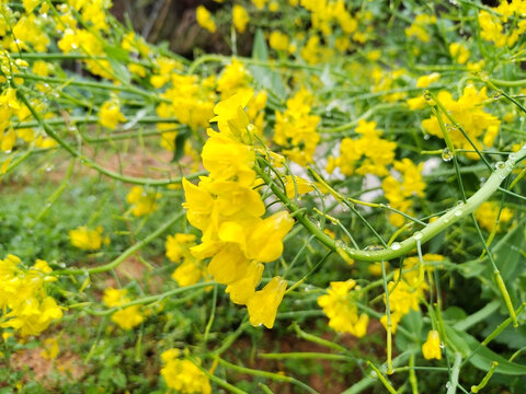 油菜花