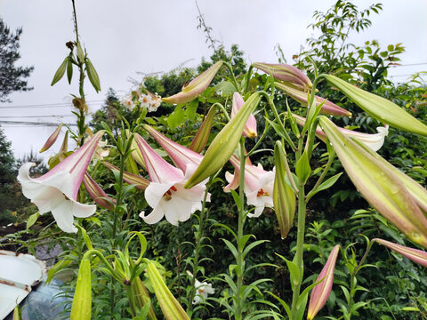 野百合花