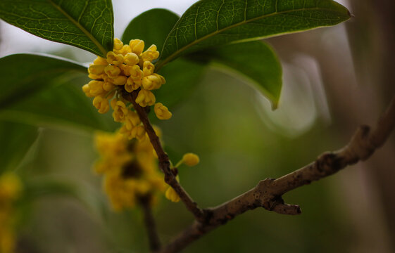 桂花