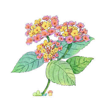 植物花卉五色梅水彩插画