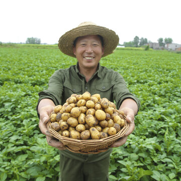 黄心小土豆