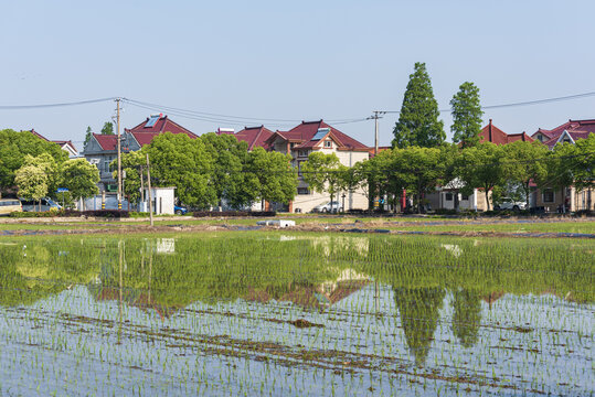 水稻田