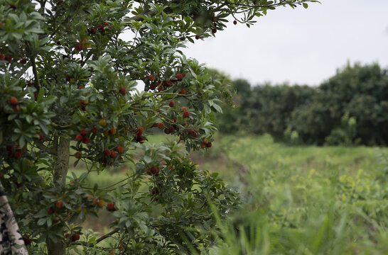 杨梅树