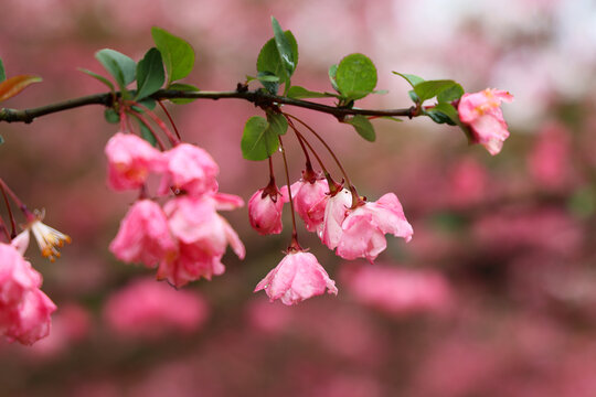 春天雨后的海棠花