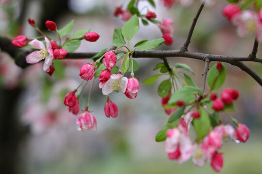 春天雨后的海棠花