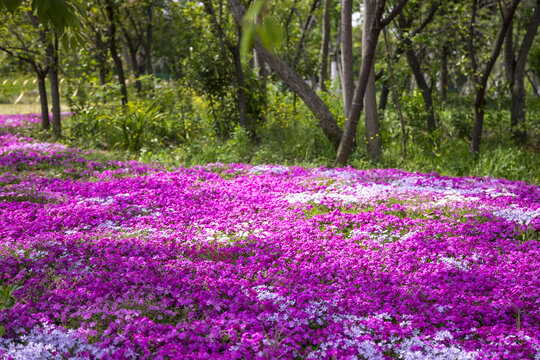 春天的芝樱花海