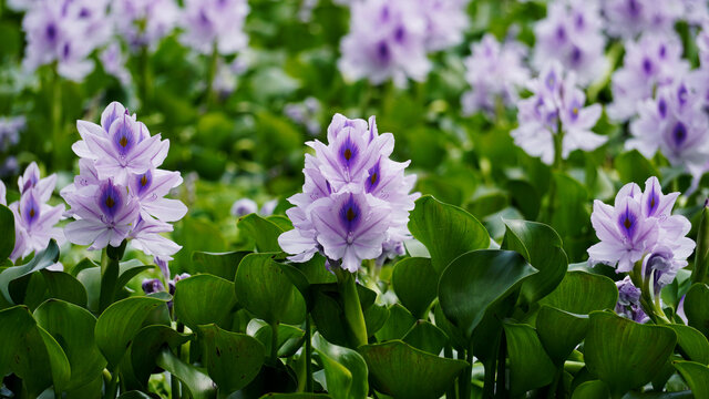 水葫芦花