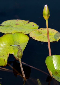 蜻蜓栖息睡莲花蕾