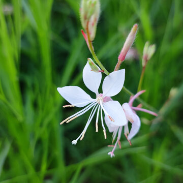 野花