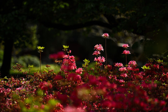 杜鹃花瑰丽绽放