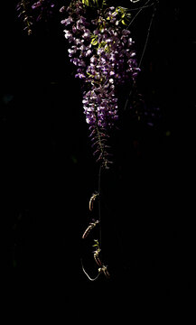 紫藤花盛开绽放