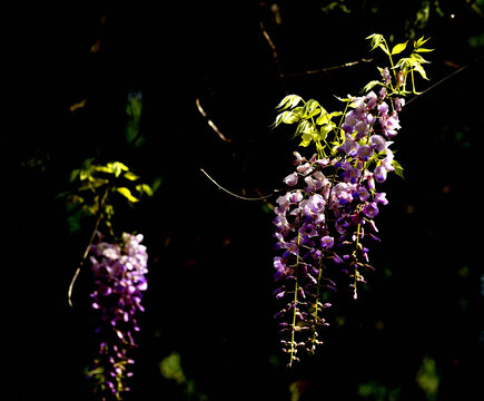 紫藤花盛开绽放