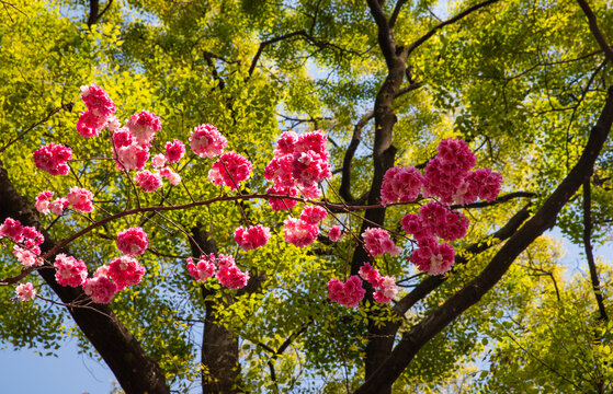 云南樱花枝