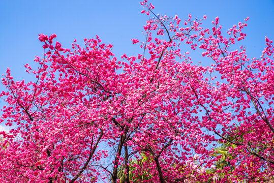 云南樱花树