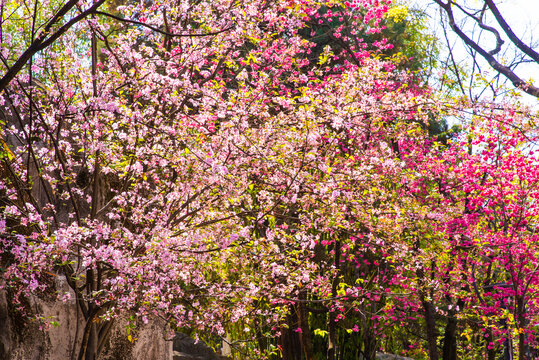 花枝