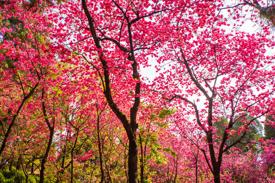 樱花树林