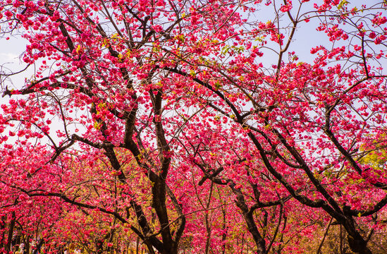 樱花树林