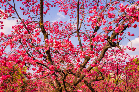 花枝