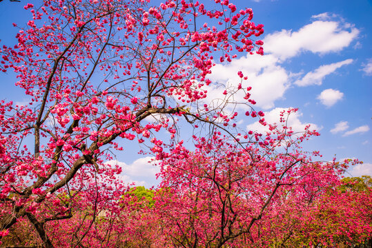 樱花树林