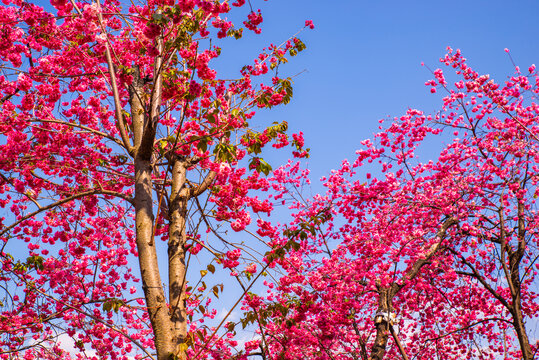 云南樱花枝