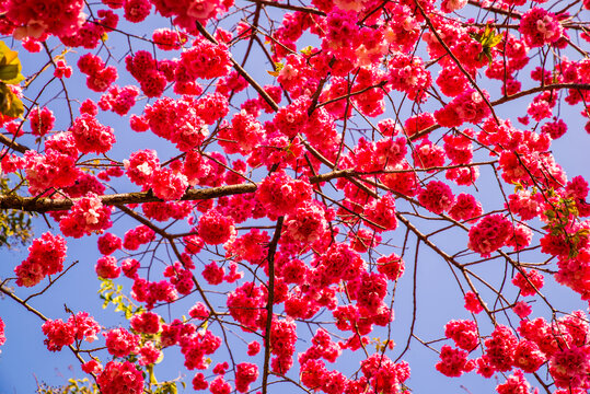 云南樱花枝