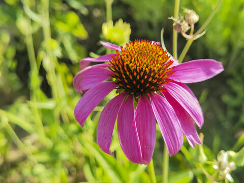 花卉松果菊