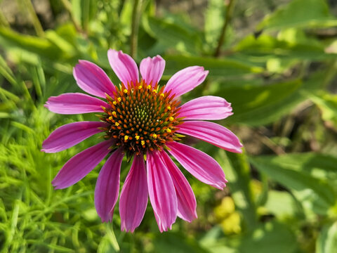 花卉松果菊