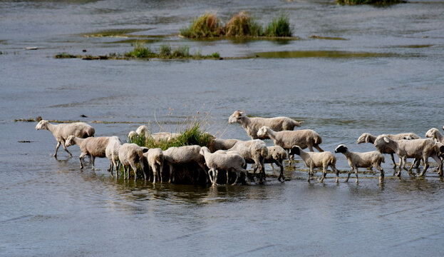 洋河湿地觅食的羊群