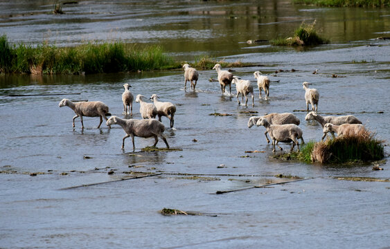 洋河湿地觅食的羊群