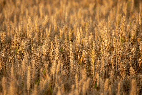 夏季小麦成熟特写