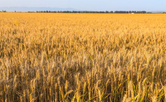 夏季小麦成熟特写