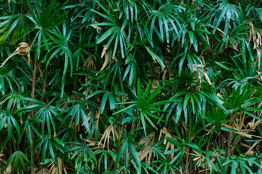 山林绿植背景