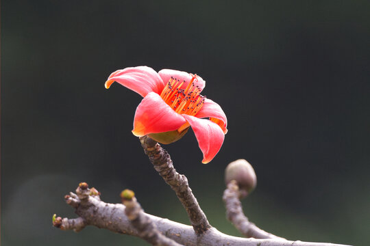 红木棉