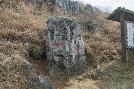 百里荒山楂树