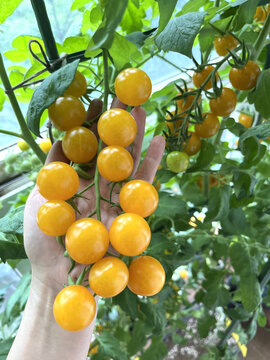 夏日阳光番茄
