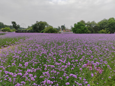 木兰花乡