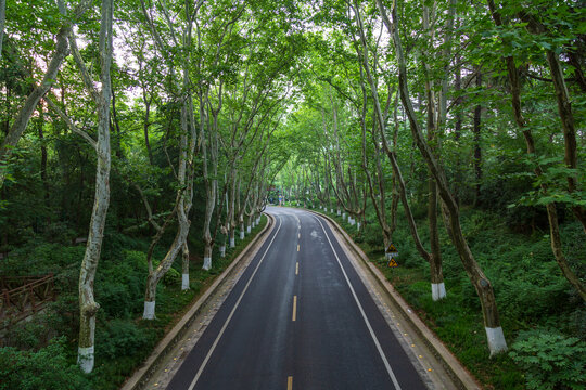 南京梧桐大道