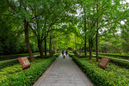 南京明孝陵石象路