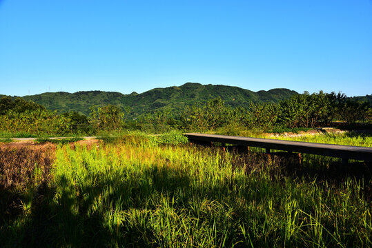 田野