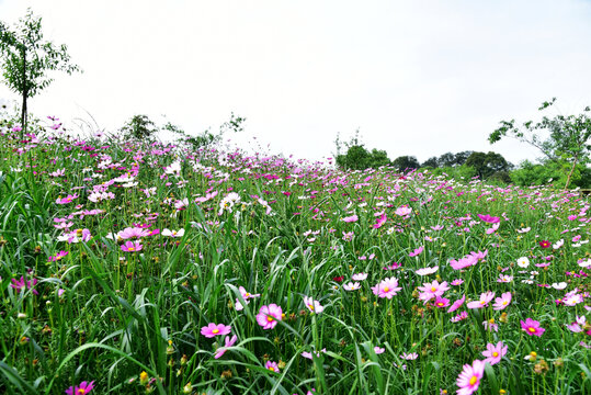 波斯菊