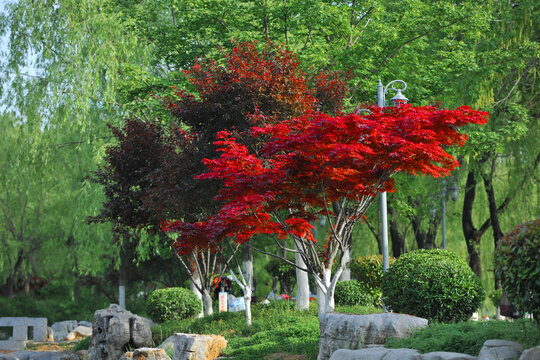 公园红叶树