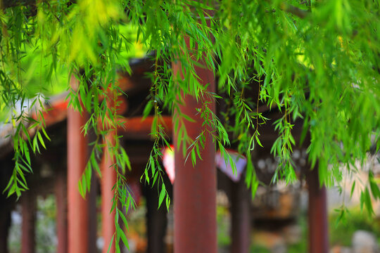 春天公园凉亭旁的柳树
