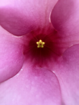 紫蝉花