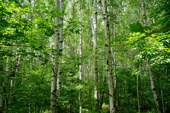 白桦林树干和绿叶