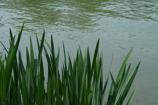 杭州湘湖边的鸢尾