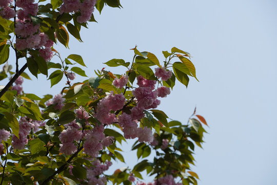 杭州湘湖的樱花晚樱