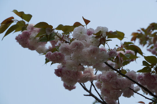 杭州湘湖的樱花晚樱
